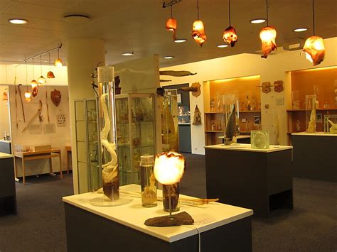 The Icelandic Phallological Museum in Reykjavík, Iceland | Sygic Travel