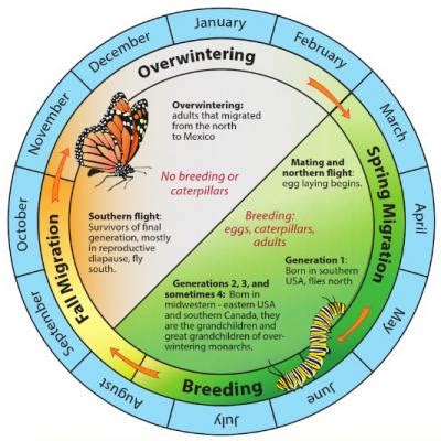 Monarch Southern Migration in Progress | Integrated Crop Management