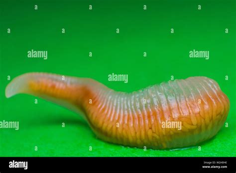 Worm Tongue High Resolution Stock Photography and Images - Alamy