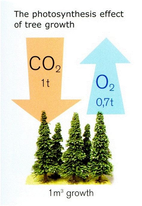 Photosynthesis In Trees - Houston Tree Surgeons