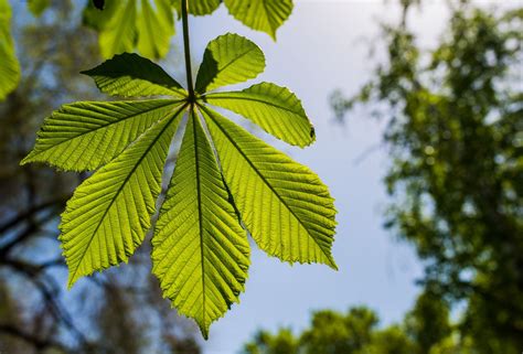 green chestnut leaf Free Photo Download | FreeImages