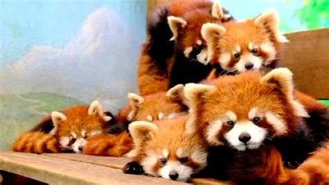 11 red panda cubs make public debut at E China zoo - CGTN