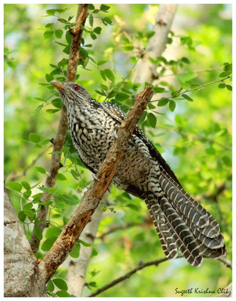 Asian Koel, kuyil Female | Bird, Birds, Animals