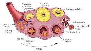 Reproduction - The Maned Wolf Resource