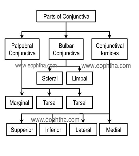 Anatomy of Conjunctiva