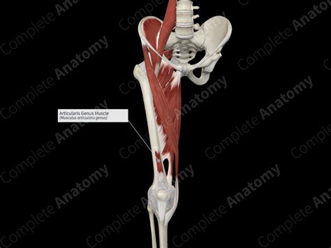 Articularis Genus Muscle | Complete Anatomy