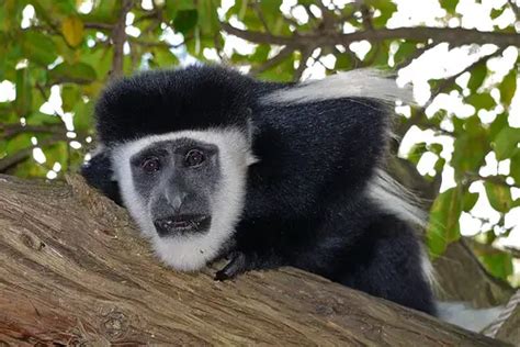 Colobus Monkey Facts | Anatomy, Diet, Habitat, Behavior - Animals Time