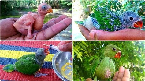 Growing Indian Ringneck Babies | Ringneck Parrot Growth Stages ...