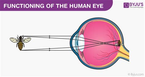 Human Eye - Definition, Structure, Function, Parts, Diagram