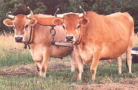 Free Oxen, Download Free Oxen png images, Free ClipArts on Clipart Library