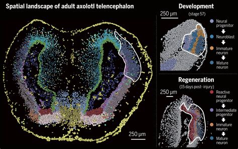 The first spatiotemporal map of brain regeneration in the axolotl