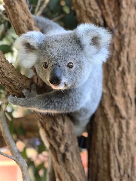 Are Koalas Mammals Or Marsupials - Pets Lovers