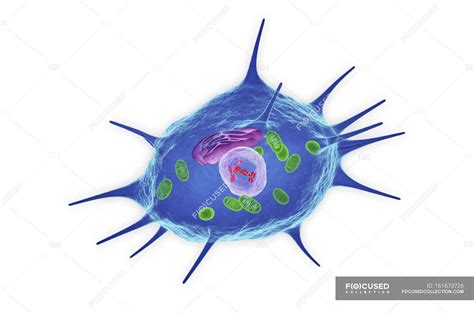 Osteoclast cell structure — osteocyte, biological - Stock Photo ...