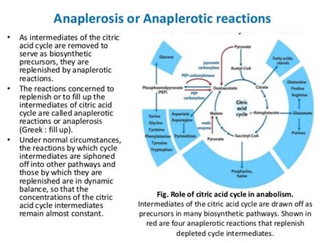 Tca cycle b.pharm