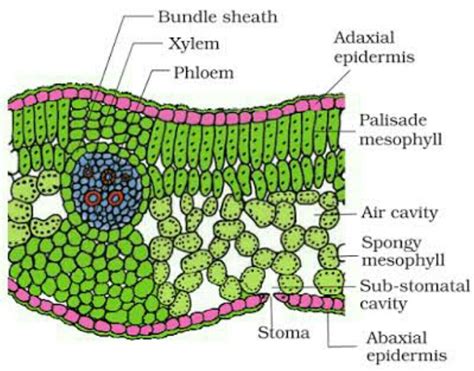 Ts Of Dicot Leaf Diagram - Amyhj