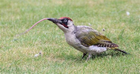 Woodpecker Tongue