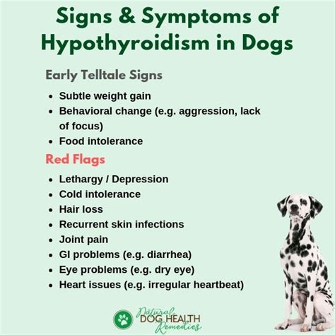 Signs Of Thyroid Problems In Dogs