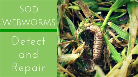 Sod Webworms: Detect & Repair Lawn Pest Damage Cedar Rapids