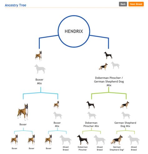 What breed is my dog? How to know for sure.