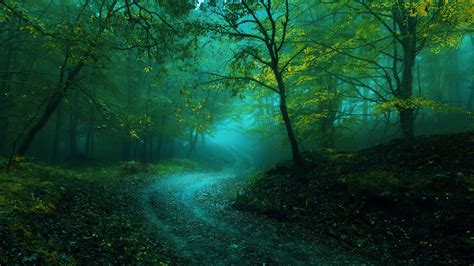 Misty Forest Road Wallpaper