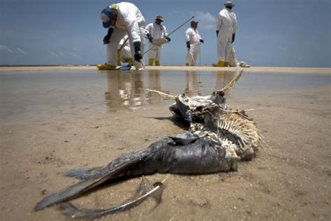 US government and BP reach $20.8bn settlement over Gulf of Mexico oil spill