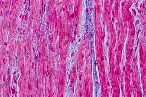 Anatomi Pendidikan Dan Sampel Histologis Jaringan Otot Jantung Di Bawah ...