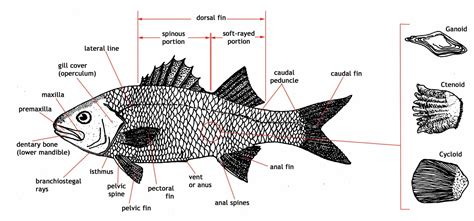 Physiology 3252 > Renfro > Flashcards > Fish Physiology | StudyBlue