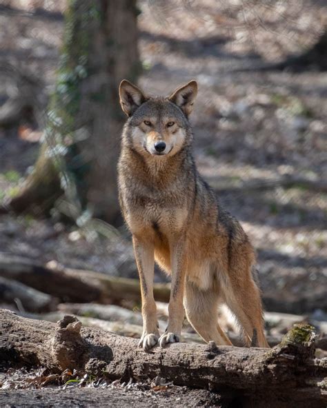 Research to Aid Future Conservation Efforts for the American Red Wolf ...