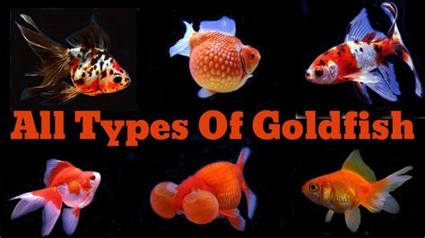 14 Different Types Of Popular Goldfish - YouTube