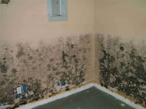 Symptoms of Household Mold Exposure