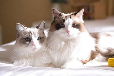 El Gato Ragdoll, una raza muy amorosa y dócil