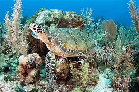 Green Sea Turtle On Caribbean Reef Photograph by Karen Doody