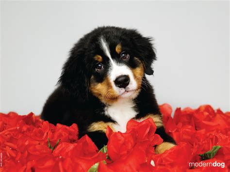 Puppies! Free Modern Dog Wallpaper | Modern Dog magazine