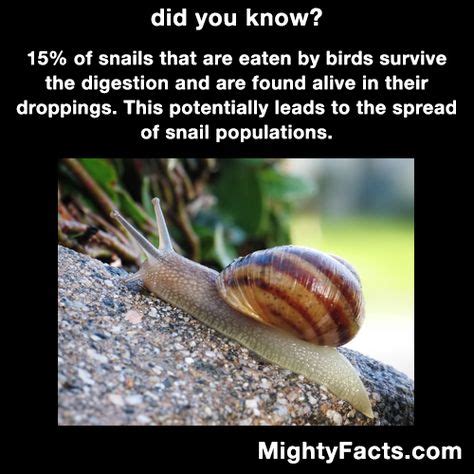 8 Snail Facts ideas | facts, snail facts, fun facts