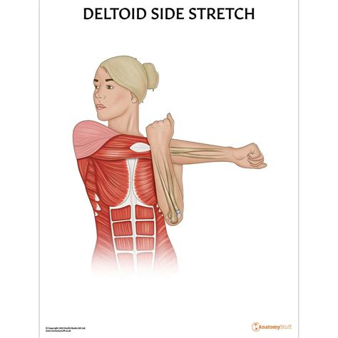 Deltoid Side Stretch Chart | Stretching Anatomy Poster | Fitness Exercise