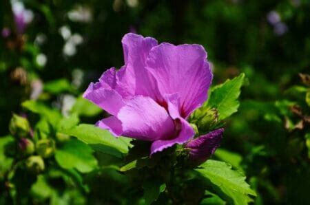 14 Stunning Varieties of Purple Hibiscus - Petal Republic