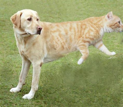 Are Cat Dog Hybrids Real