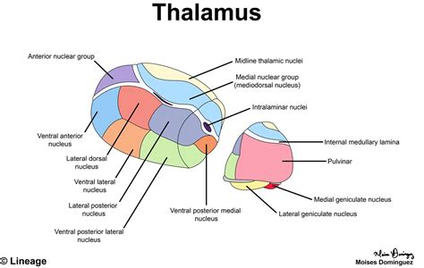 Thalamus - USMLE Strike