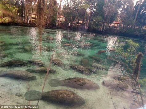 Rush of more than 300 manatees force Three Sisters Springs wildlife ...