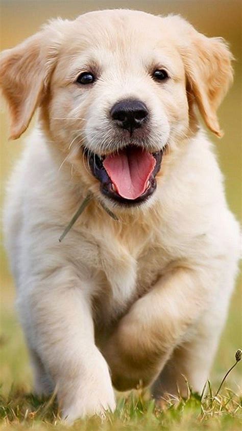 Labrador Retriever Wallpaper Hd