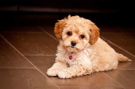 Maltipoo - The Ultimate Guide To The Maltese Poodle Mix