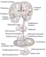 Extrapyramidal System Anatomy