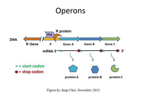 Gene regulation | Biological Principles