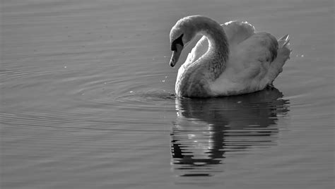 Swan Drops 2 Photograph by Brian Stevens - Fine Art America