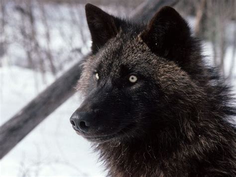 black wolf alaska kw | Lobos negros, Cão lobo, Fotos de lobos