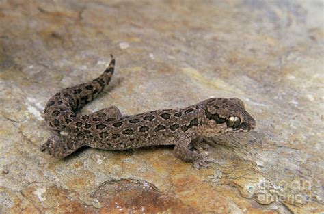 Ocellated Gecko Photograph by Peter Chadwick/science Photo Library - Pixels