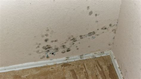 Black Mold Removal Tips: Safely Removing Black Mold