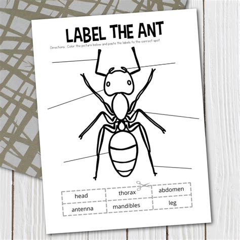 Ant Anatomy For Kids