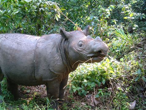 10 HEWAN LANGKA BESERTA GAMBARNYA - TAMAN BACA BINTANG BRILLIANT LAMONGAN