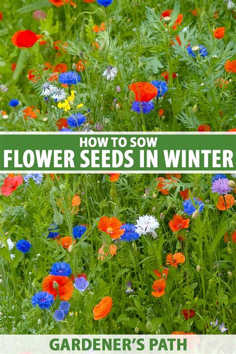 Best Flower Seeds To Plant In March | Best Flower Site